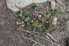 Polygala ohlendorfiana