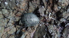 Notoacmea pileopsis image