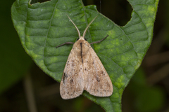 Spilosoma cervina