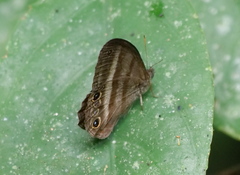 Cissia myncea