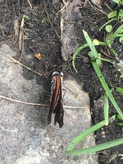 Diaethria