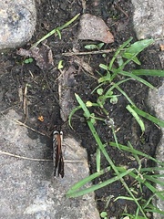 Diaethria