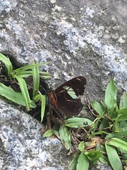 Diaethria