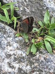 Diaethria