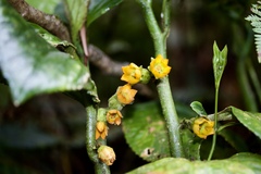 Pentaphragma aurantiacum