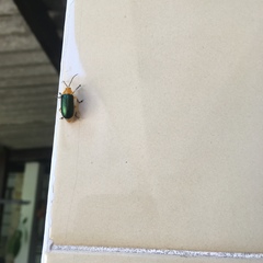 Cacoscelis marginata