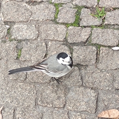 Motacilla alba