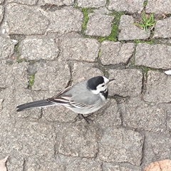 Motacilla alba
