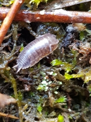 Porcellio dispar
