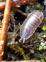 Porcellio dispar