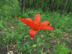 Lilium concolor partheneion