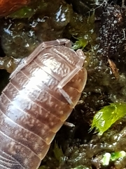 Porcellio dispar