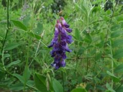 Vicia pseudo-orobus