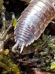 Porcellio dispar