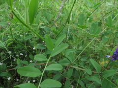 Vicia pseudo-orobus