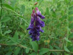 Vicia pseudo-orobus
