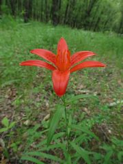 Lilium concolor partheneion