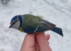 Cyanistes caeruleus caeruleus