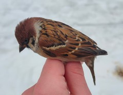 Passer montanus montanus