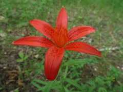 Lilium concolor partheneion