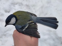 Parus major major