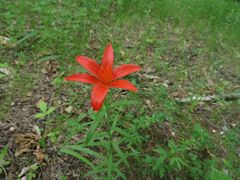 Lilium concolor partheneion