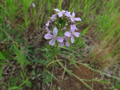 Dontostemon dentatus