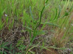 Dontostemon dentatus