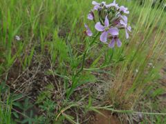 Dontostemon dentatus