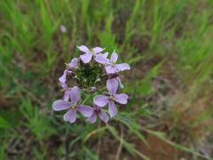 Dontostemon dentatus