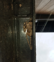 Palystes superciliosus