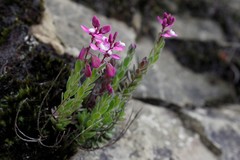 Polygala rhinostigma