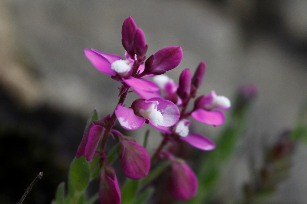 Polygala rhinostigma