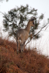 Oreotragus oreotragus transvaalensis