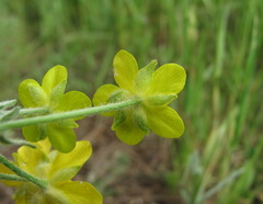 Ranunculus oxyspermus