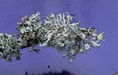 Heterodermia echinata