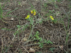 Ranunculus oxyspermus