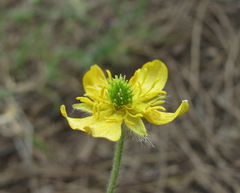 Ranunculus oxyspermus