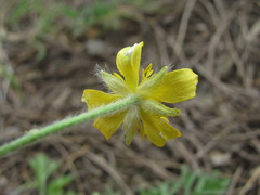 Ranunculus oxyspermus