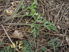 Ranunculus oxyspermus