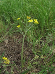 Ranunculus oxyspermus