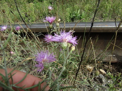 Centaurea stoebe stoebe