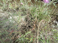 Centaurea stoebe stoebe