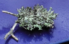 Heterodermia echinata