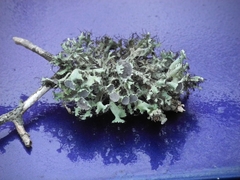 Heterodermia echinata