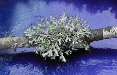 Heterodermia echinata