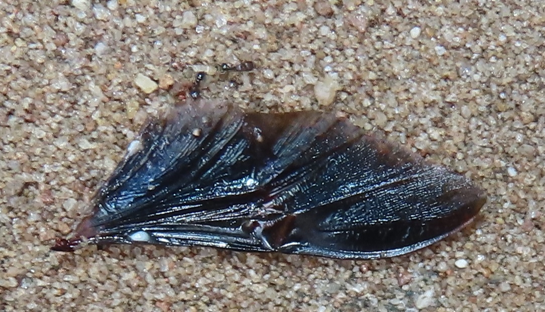 Tetramorium squaminode
