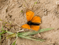 Lycaena ottomanus