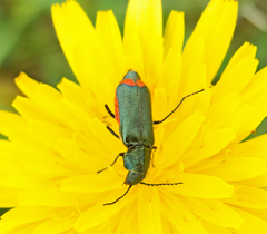Haplomalachius flabellatus
