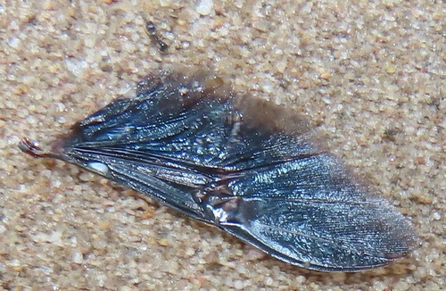 Tetramorium squaminodeTetramorium squaminode